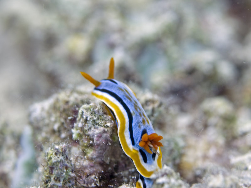Nudibranch, Mandarin Patch